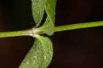 Licorice bedstraw